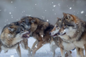 Four wolves in winter, Canis lupus, fighting, snarl, threatening gesture, Bavaria, Germany, Europe Four wolves in winter, Canis lupus, fighting, snarl, threatening gesture, Bavaria, Germany, Europe